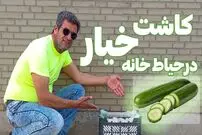 ببینید| آموزش ساده کاشت خیار در جعبه میوه و در حیاط خانه