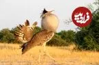 تصاویر| هوبره؛ پرنده درحال انقراض و نماد یزد که به بمب‌انداز بیابان‌های ایران معروف است و با پرتاب مدفوع از خود دفاع می‌کند!