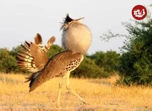 تصاویر| هوبره؛ پرنده درحال انقراض و نماد یزد که به بمب‌انداز بیابان‌های ایران معروف است و با پرتاب مدفوع از خود دفاع می‌کند!
