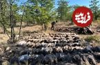 ببینید؛ مرگ دسته‌جمعی کرکس‌ها در پارک ملی کروگر