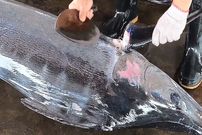 ببینید؛ مهارت فوق العاده ماهی فروش تایوانی در برش ماهی مارلین 100 کیلوگرمی