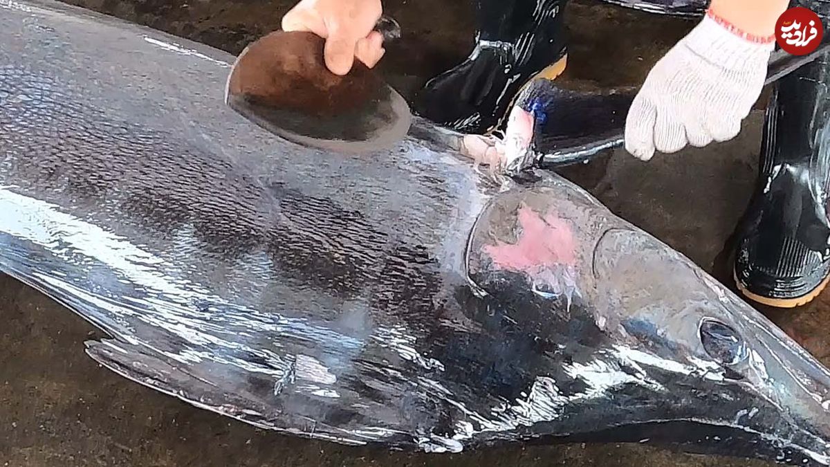ببینید؛ مهارت فوق العاده ماهی فروش تایوانی در برش ماهی مارلین 100 کیلوگرمی