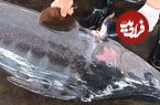 ببینید؛ مهارت فوق العاده ماهی فروش تایوانی در برش ماهی مارلین 100 کیلوگرمی