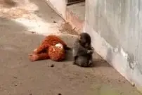 ببینید| بچه میمون یتیم و معروف سرانجام مادر پیدا کرد