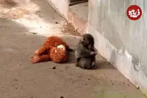 ببینید| بچه میمون یتیم و معروف سرانجام مادر پیدا کرد