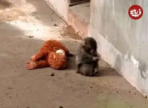 ببینید| بچه میمون یتیم و معروف سرانجام مادر پیدا کرد