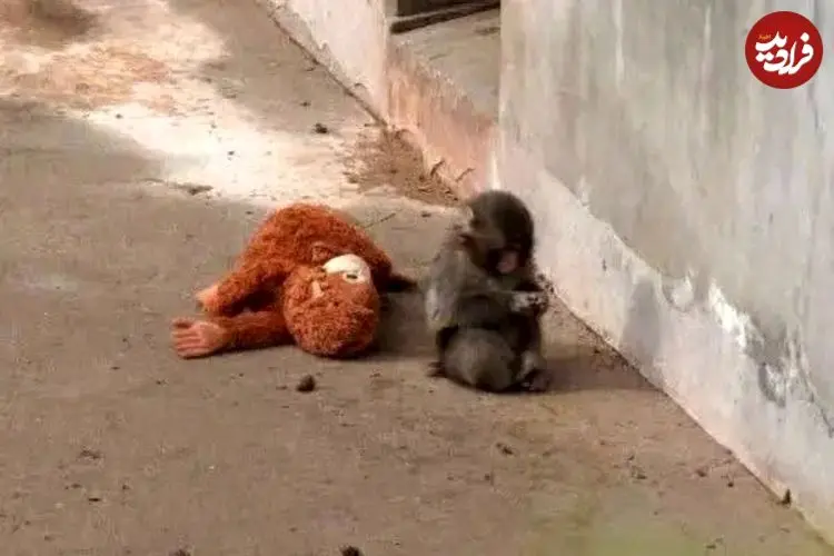 ببینید| بچه میمون یتیم و معروف سرانجام مادر پیدا کرد