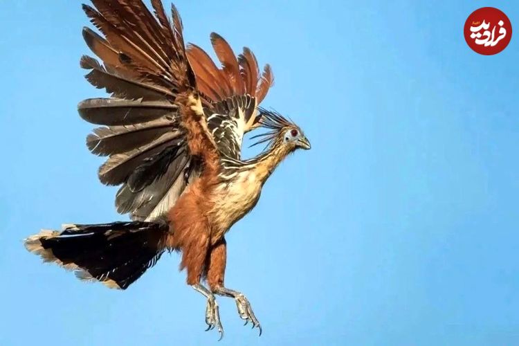 عکس؛ با بدبوترین پرنده جهان آشنا شوید
