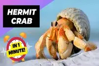 ببینید| خرچنگ گوشه گیر؛ جانور بامزه ای که در صدف خالی دیگر موجودات زندگی می کند