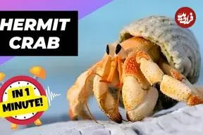 ببینید| خرچنگ گوشه گیر؛ جانور بامزه ای که در صدف خالی دیگر موجودات زندگی می کند