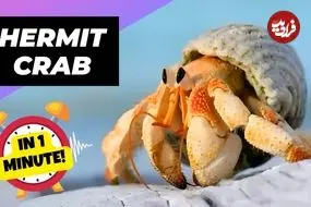 ببینید| خرچنگ گوشه گیر؛ جانور بامزه ای که در صدف خالی دیگر موجودات زندگی می کند
