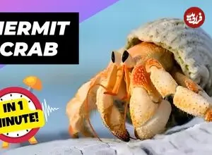 ببینید| خرچنگ گوشه گیر؛ جانور بامزه ای که در صدف خالی دیگر موجودات زندگی می کند