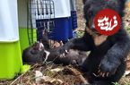 (ویدئو) نجات ۱۶ توله خرس سیاه در خطر انقراض از استخراج کیسه صفرا
