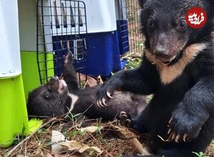 (ویدئو) نجات ۱۶ توله خرس سیاه در خطر انقراض از استخراج کیسه صفرا