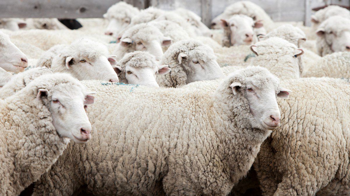 (ویدئو) فرآیند پرورش هزاران گوسفند و بسته بندی گوشت در کارخانه اروپایی