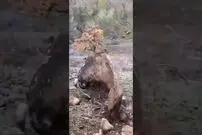 (ویدئو) لحظه فاجعه آفرینی دو جوان با هل دادن سنگ دو تنی از بالای کوه
