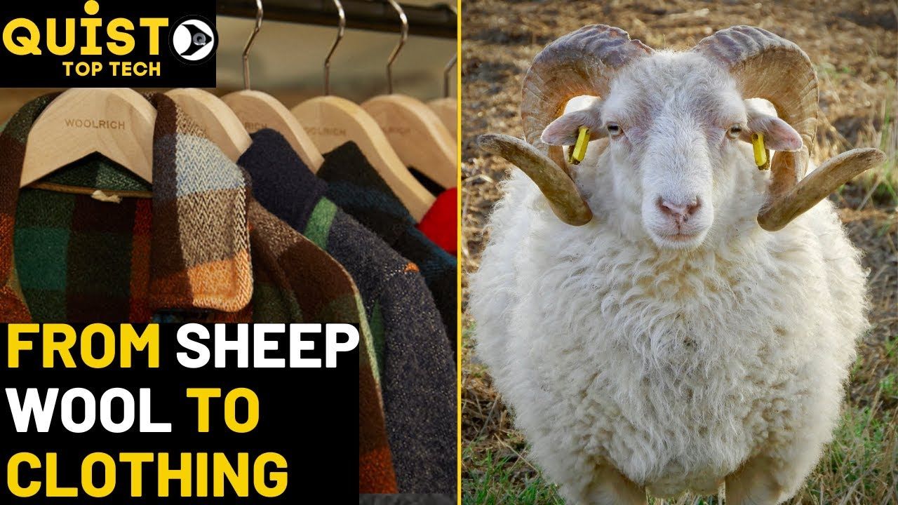 (ویدئو) فرآیند دیدنی چیدن پشم ده ها هزار گوسفند و تبدیل کردن آن ها به لباس