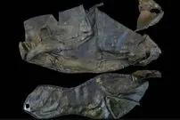 عکس؛ جزئیات کشف ۴۰ جفت کفش کودکانۀ ۷۰۰ ساله