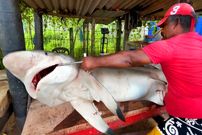 ببییند| مراحل صید یک کوسه صخره ای نوک سیاه کمیاب و برش زدن آن در سواحل سریلانکا