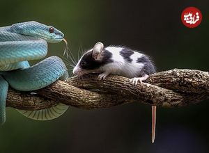(ویدیو) موش بیچاره با نیش افعی شاخ دار از پا درآمد