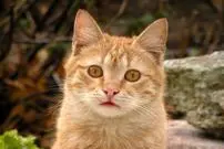 گربه‌ها چگونه با چشم‌هایشان ما را «می‌بوسند»؟