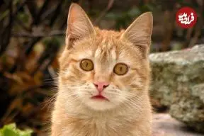 گربه‌ها چگونه با چشم‌هایشان ما را «می‌بوسند»؟