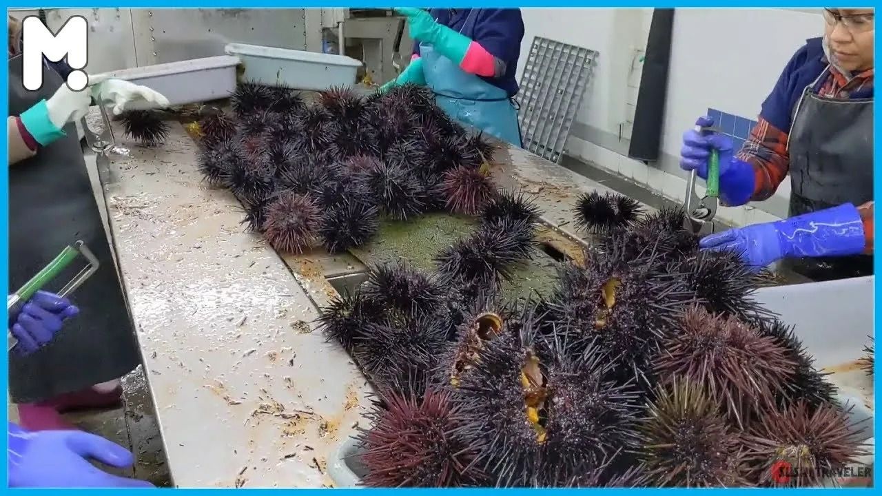 (ویدئو) چگونه هزاران خارپشت دریایی پس از صید، فرآوری می شوند؟