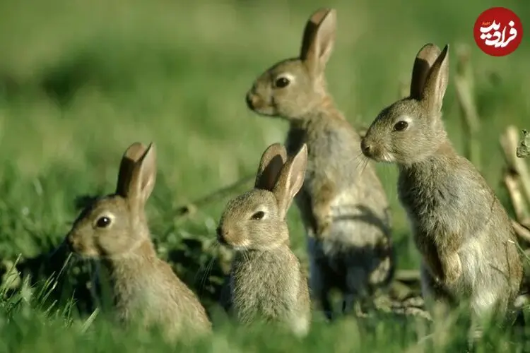 اگر اول سال فقط یک جفت خرگوش داشته باشید، تا آخر سال چند خرگوش می‌شوند؟