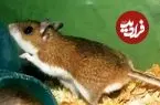 موش‌های عامل انتقال هانتاویروس چه مشخصاتی دارند؟