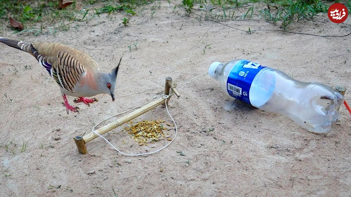 (ویدئو) ساخت تله کبوتر ساده با استفاده از بطری پلاستیکی و چوب