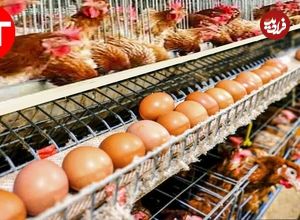 (ویدئو) چگونه میلیون ها تخم مرغ در مرغداری ها تولید می شود؟ 