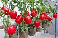 (ویدئو) چگونه فلفل دلمه ای را در بطری نوشابه و در پشت بام پرورش و برداشت کنیم؟