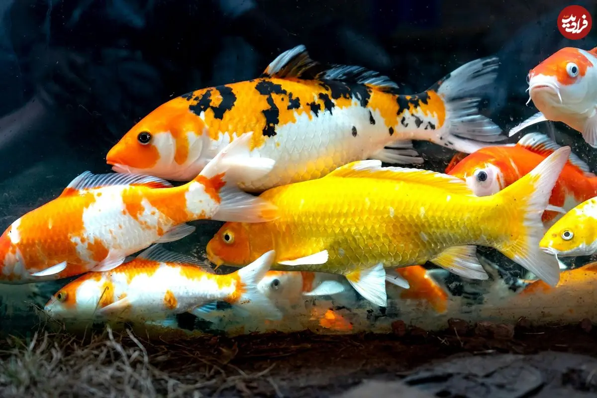 ۸ نوع ماهی که بیشترین طول عمر را در «آکواریوم» دارند