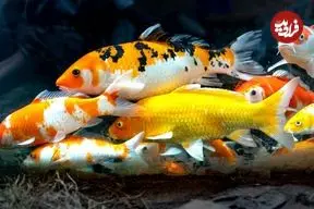 ۸ نوع ماهی که بیشترین طول عمر را در «آکواریوم» دارند