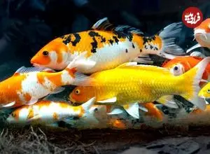 ۸ نوع ماهی که بیشترین طول عمر را در «آکواریوم» دارند