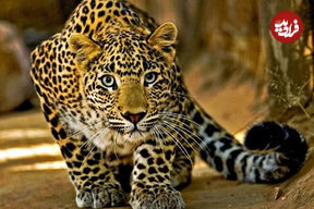 ببینید؛ لحظه شکار مار پیتون توسط یک جگوار