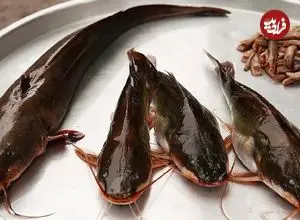 ببینید| غذای خیابانی در اندونزی؛ گربه ماهی سرخ شده با برنج و سس مخصوص در جاکارتا