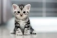 تلاش بی نتیجه بچه گربه برای فرار!