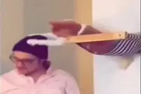 (ویدیو) گربه کلاهبردار