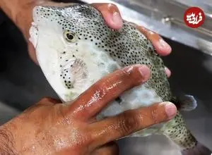 ببینید| غذای خیابانی در ویتنام؛ تهیه دو نوع غذا با جعبه ماهی سمی در هانوی