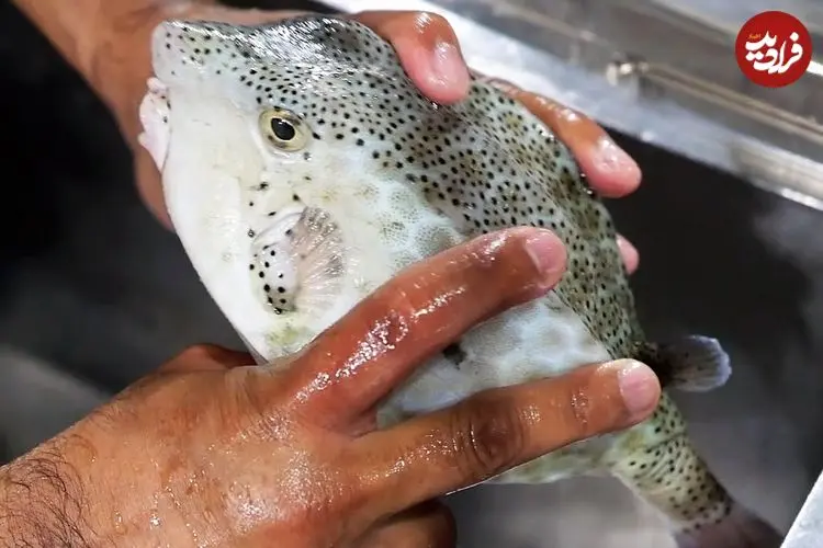 ببینید| غذای خیابانی در ویتنام؛ تهیه دو نوع غذا با جعبه ماهی سمی در هانوی