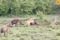 (ویدئو) کار دشوار یک شیر گرسنه مقابل شغال‌ها و کفتار‌ها