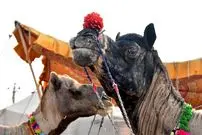 ببینید | از شتر دوکوهان تا اسب‌های پاکوتاه؛ حضور حیوانات در رژه روز ملی هند