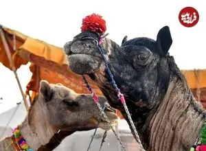 ببینید | از شتر دوکوهان تا اسب‌های پاکوتاه؛ حضور حیوانات در رژه روز ملی هند