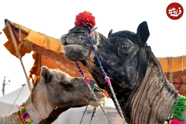 ببینید | از شتر دوکوهان تا اسب‌های پاکوتاه؛ حضور حیوانات در رژه روز ملی هند