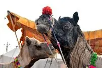 ببینید | از شتر دوکوهان تا اسب‌های پاکوتاه؛ حضور حیوانات در رژه روز ملی هند