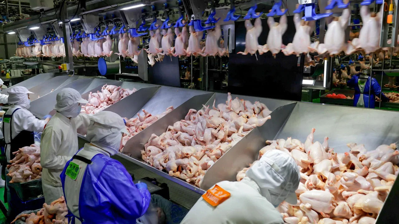 (ویدئو) نمایی دیدنی از فرآیند برش و بسته بندی میلیون ها مرغ در یک کارخانه چینی