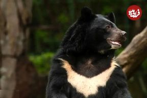 تصاویر؛ خرس سیاه بلوچی؛ گونه‌ای نادر از خرس در سیستان و بلوچستان و هرمزگان که عاشق خرما و عسل است