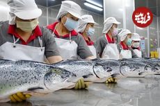 (ویدئو) فرآیند برش و بسته بندی صدها تن ماهی سالمون و مارماهی در کارخانه تایوانی