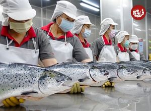 (ویدئو) فرآیند برش و بسته بندی صدها تن ماهی سالمون و مارماهی در کارخانه تایوانی